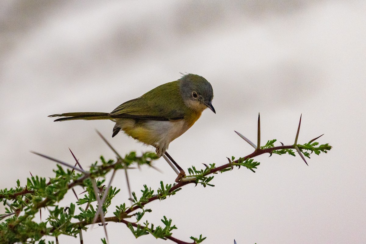 Yellow-breasted Apalis - ML637793076