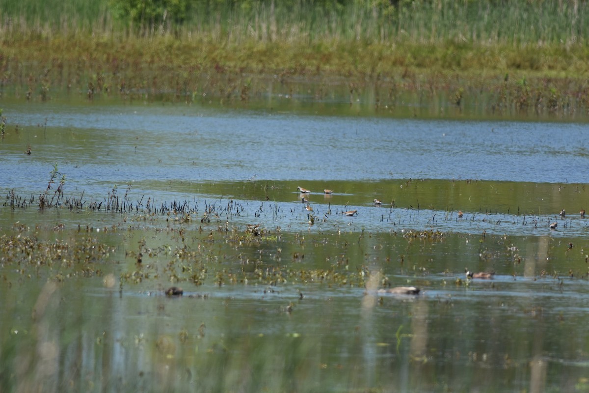 Dunlin - ML637793101