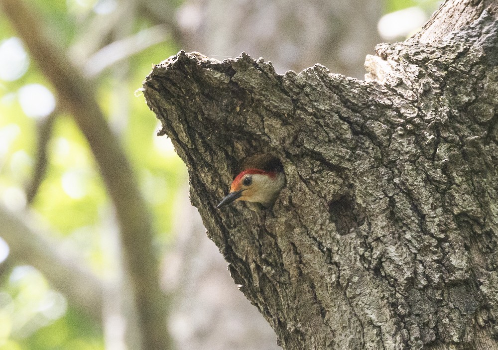 Red-bellied Woodpecker - ML637793103