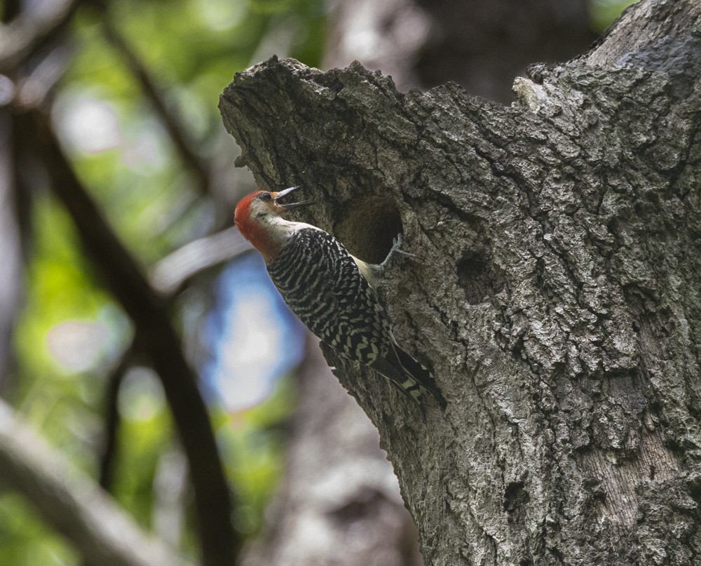 Red-bellied Woodpecker - ML637793105