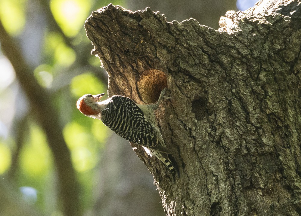 Red-bellied Woodpecker - ML637793106