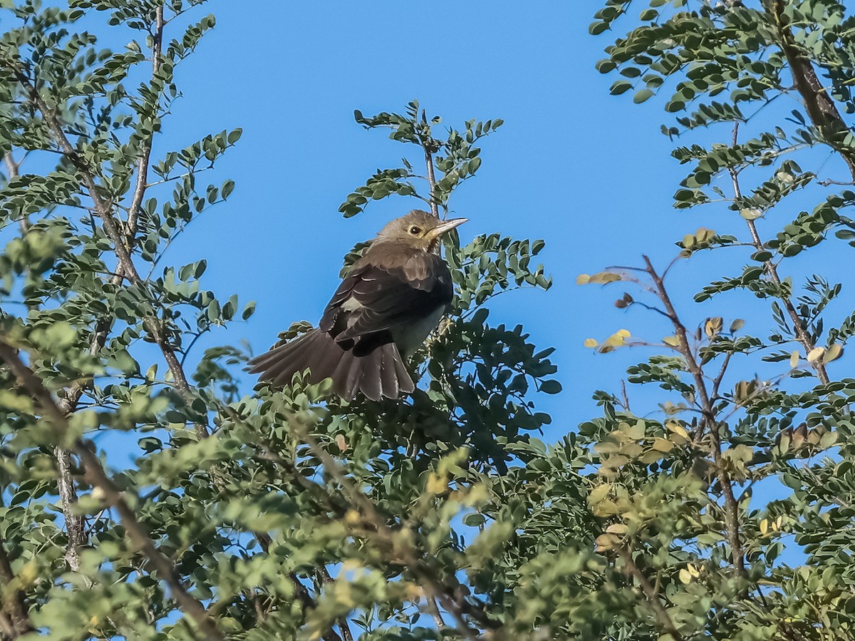 Wattled Starling - ML637793132
