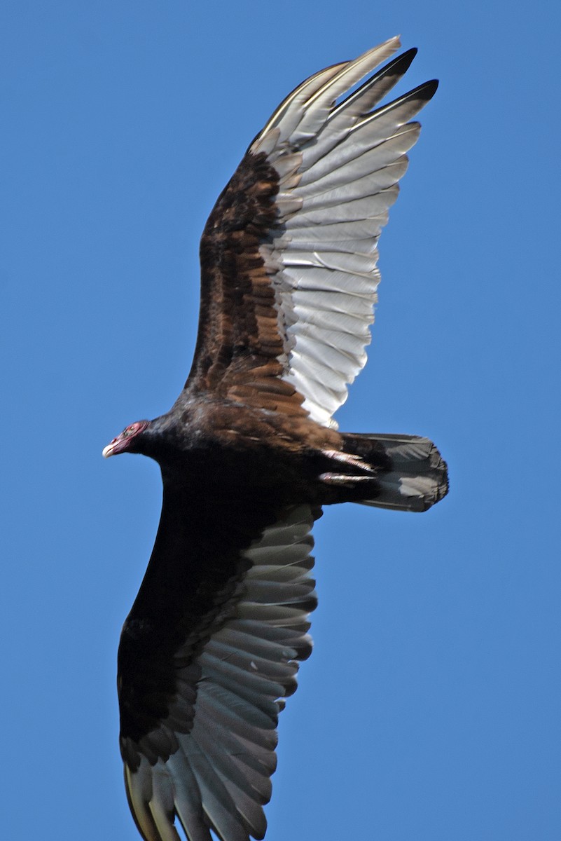 Turkey Vulture - ML637793167