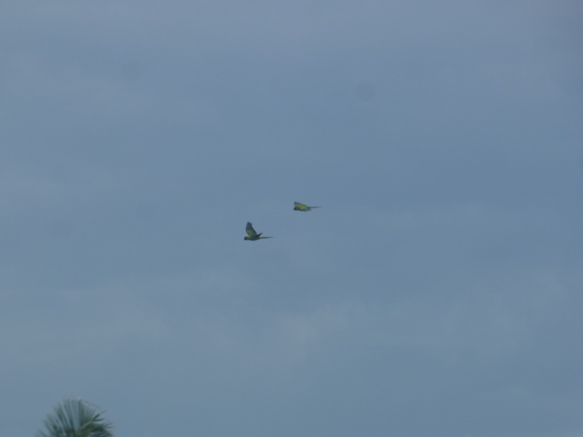 Nanday Parakeet - ML637793173