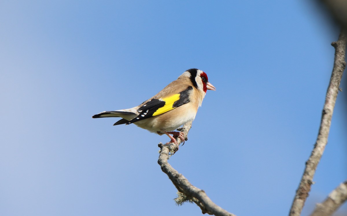 European Goldfinch - ML637793202