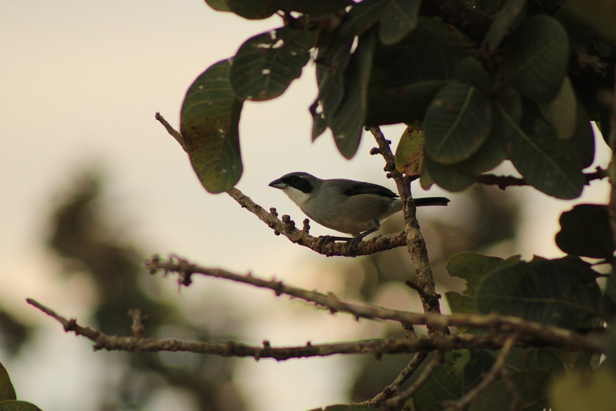 White-banded Tanager - ML637793253