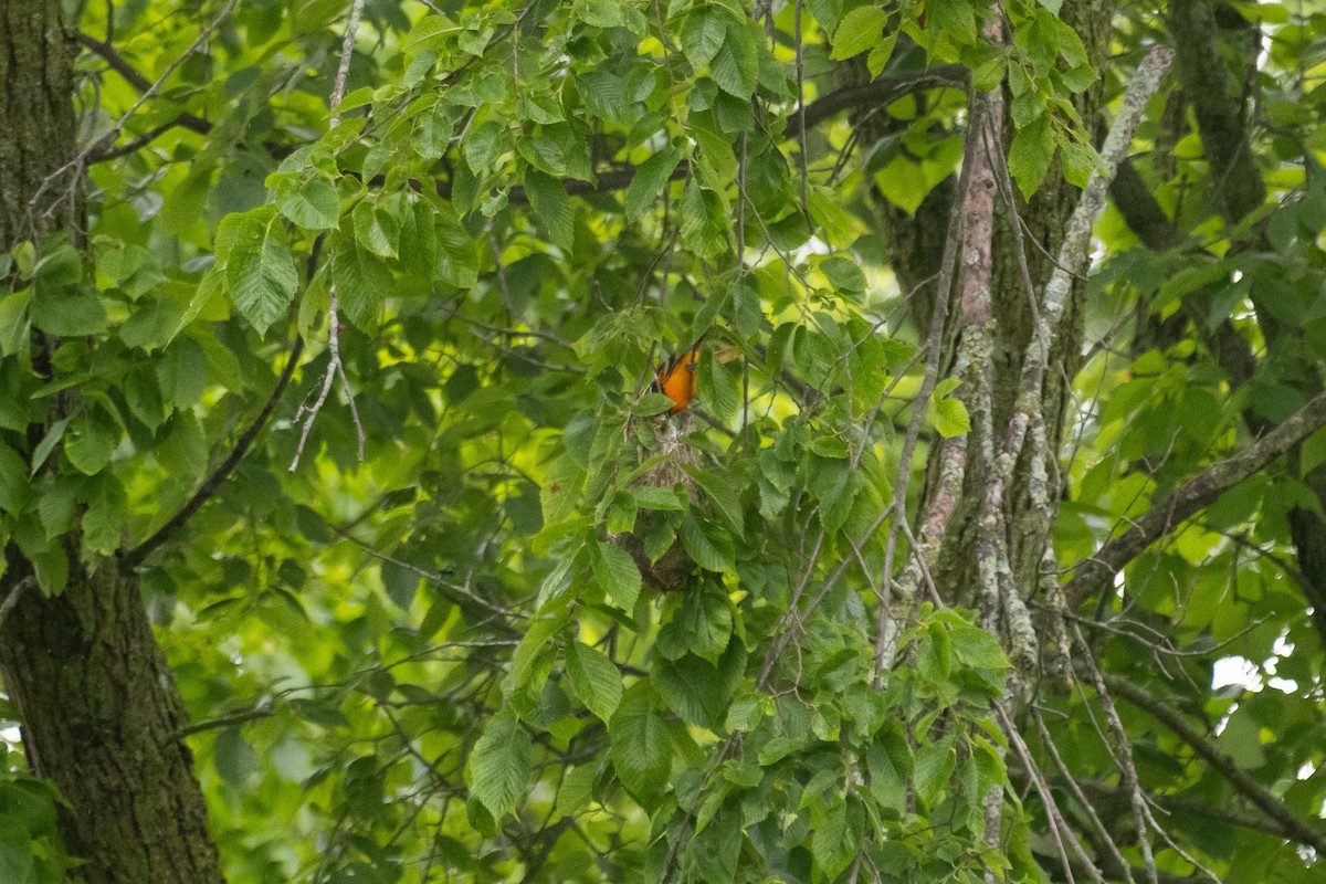 Baltimore Oriole - ML637793286