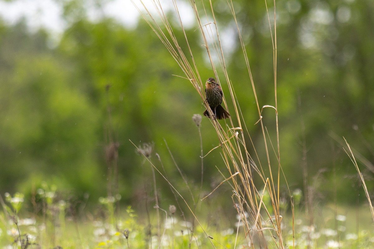 Red-winged Blackbird - ML637793288