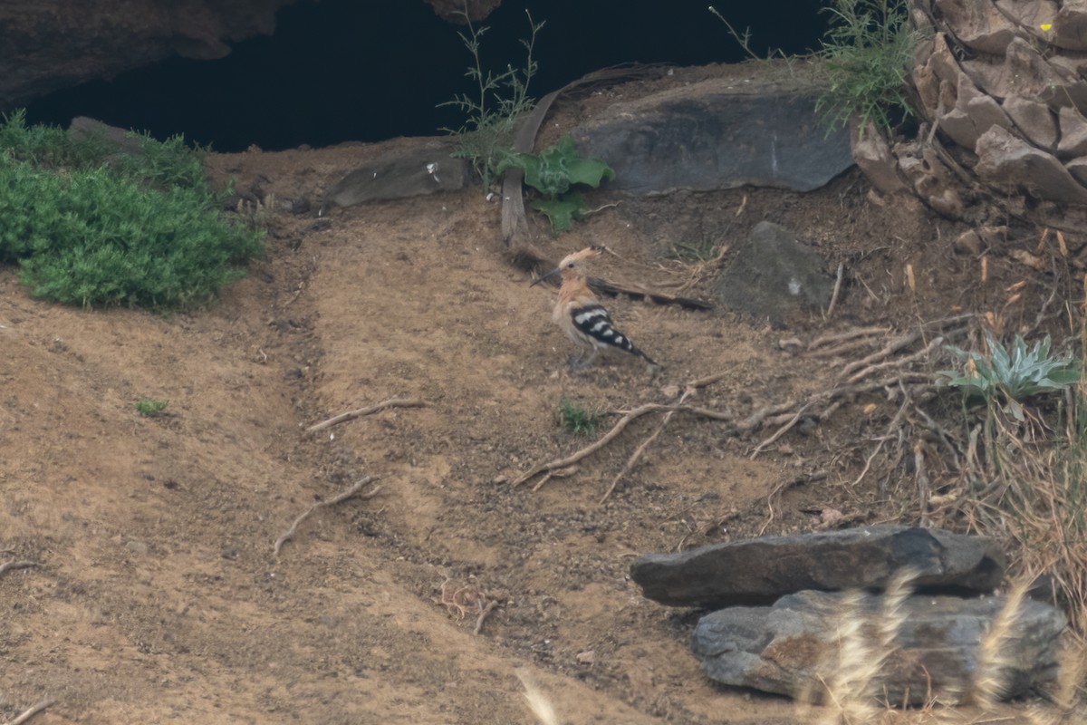 Huppe fasciée - ML637793315