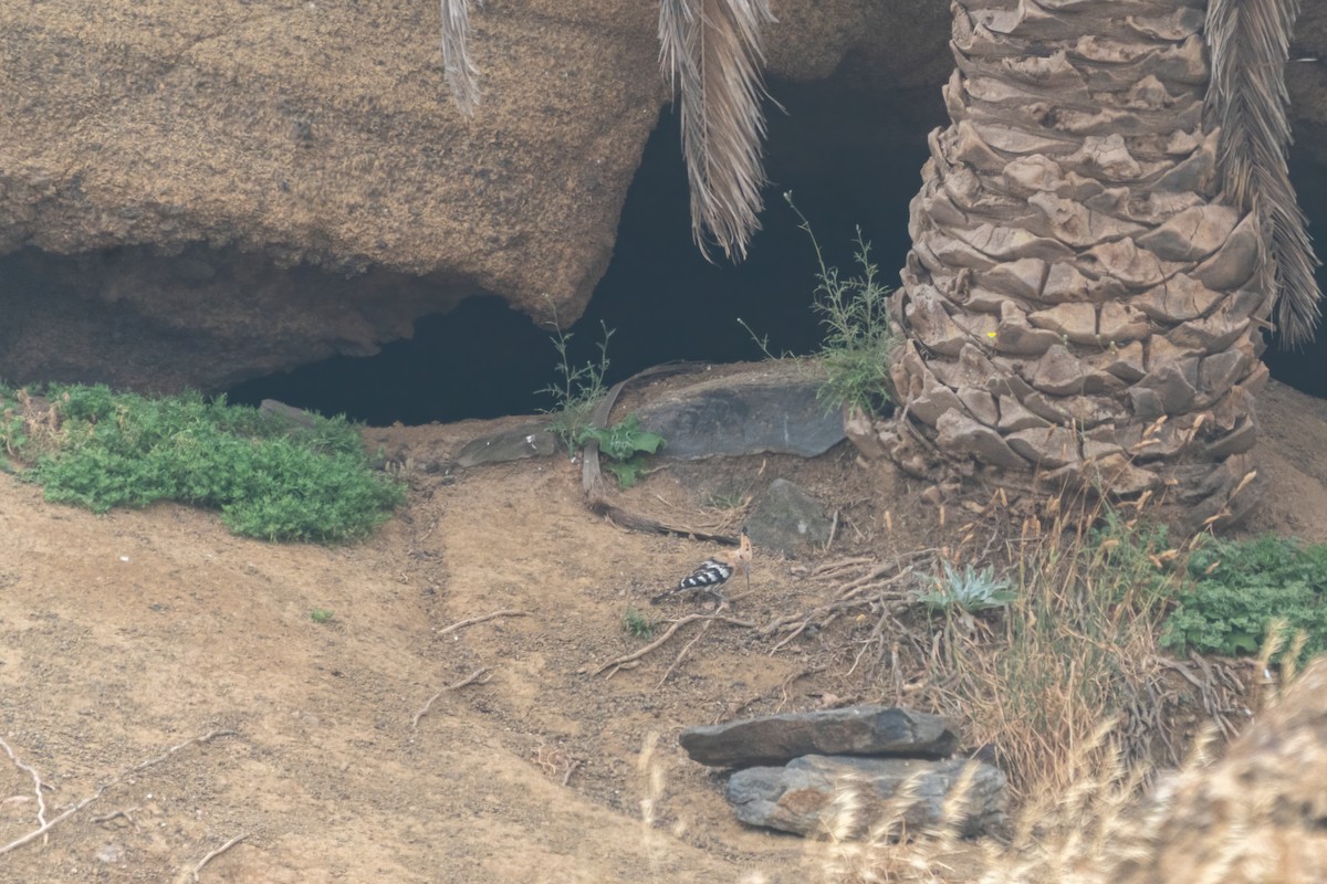 Huppe fasciée - ML637793316