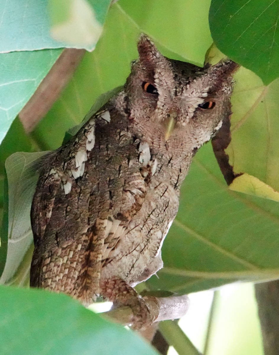 Pacific Screech-Owl - ML637793321