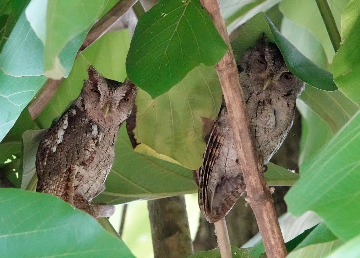 Pacific Screech-Owl - ML637793322