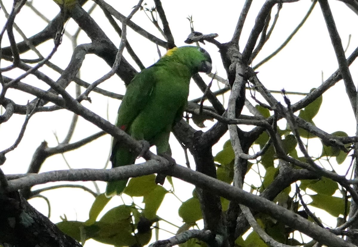 Yellow-naped Amazon - ML637793352