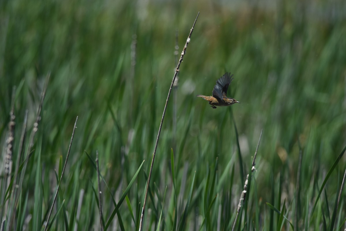 Marsh Wren - ML637793363