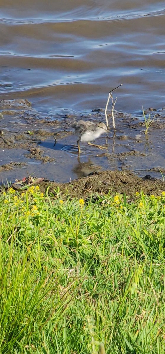 Spotted Sandpiper - ML637793465