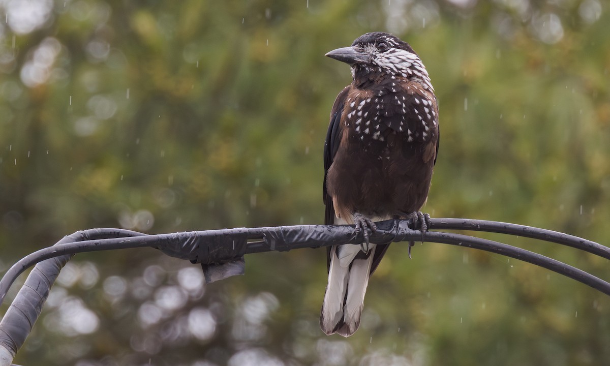 Southern Nutcracker - ML637793541