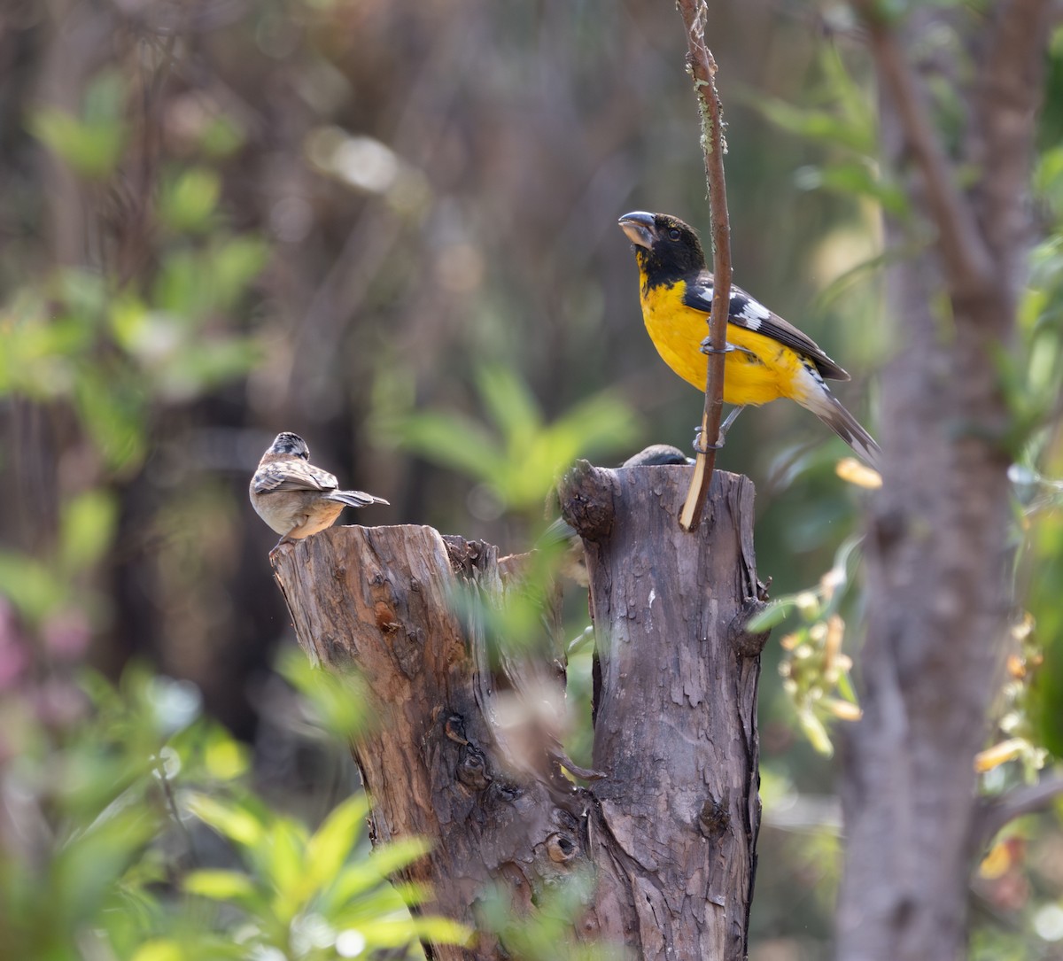 Black-backed Grosbeak - ML637793546