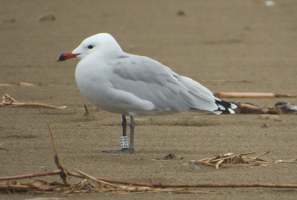 Audouin's Gull - ML637793590