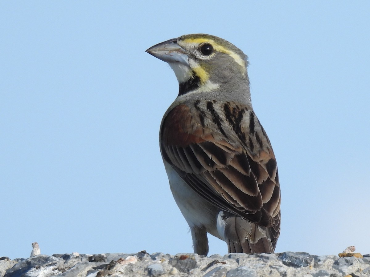 Dickcissel - ML637793597