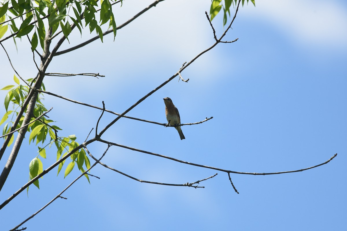 Eastern Bluebird - ML637793603