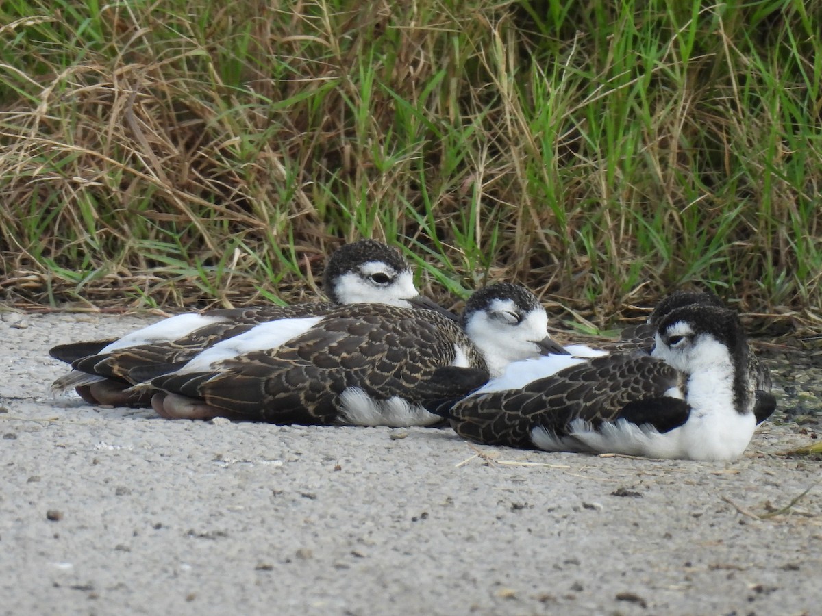 Black-necked Stilt - ML637793604