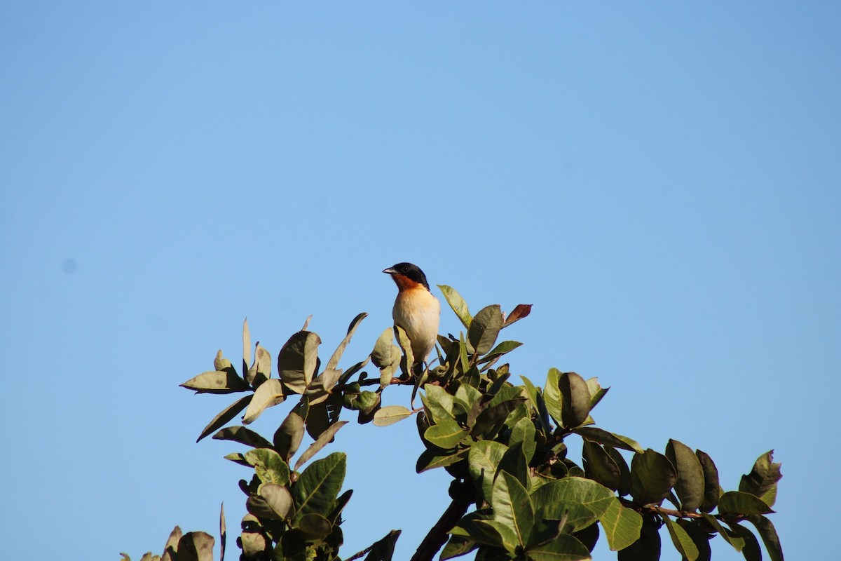 White-rumped Tanager - ML637793652