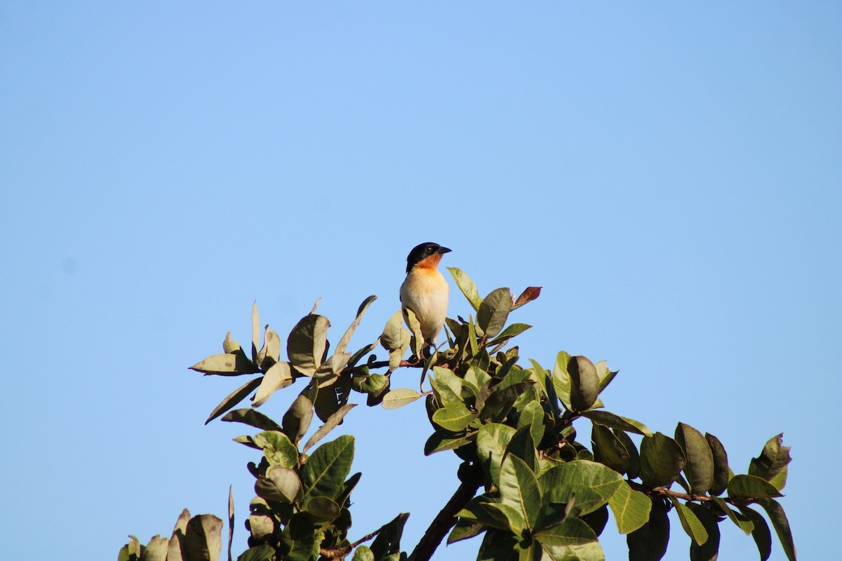 White-rumped Tanager - ML637793654