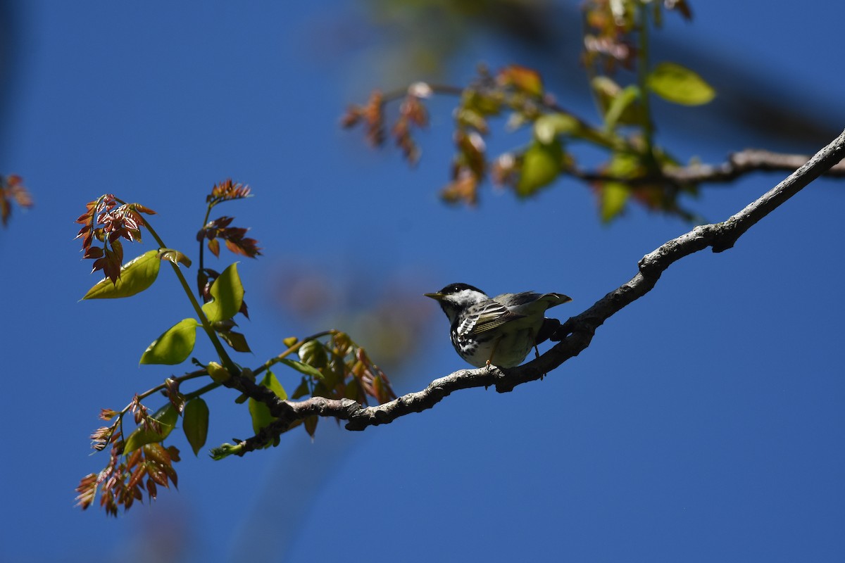 Blackpoll Warbler - ML637793661