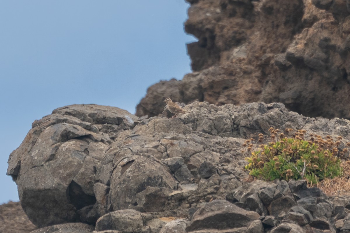 Moineau soulcie - ML637793670