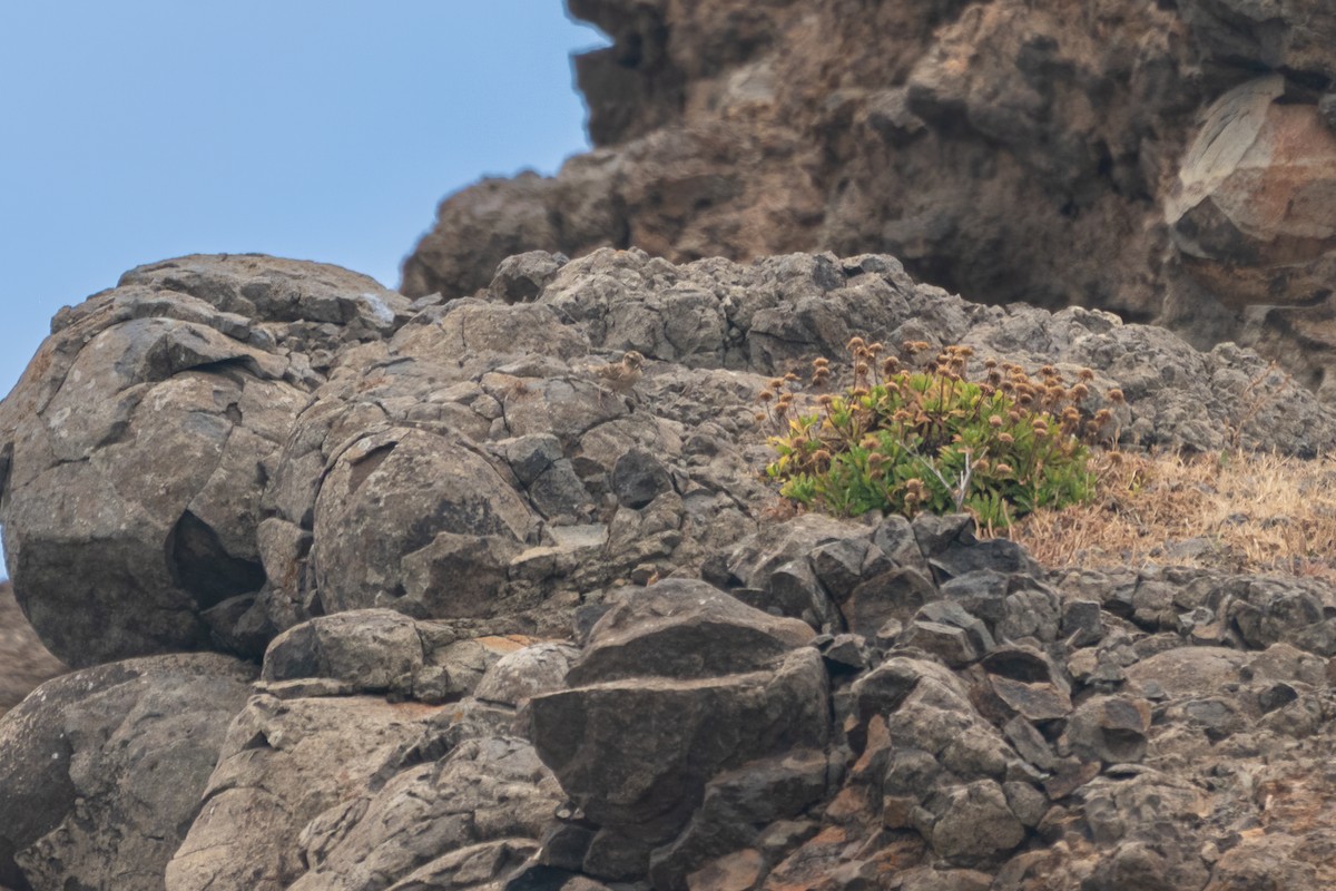 Moineau soulcie - ML637793671