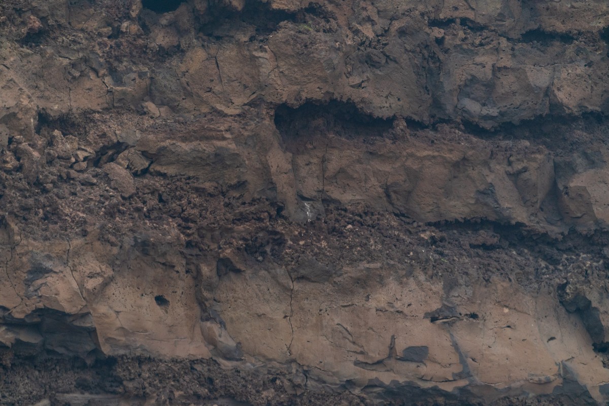 Moineau soulcie - ML637793672