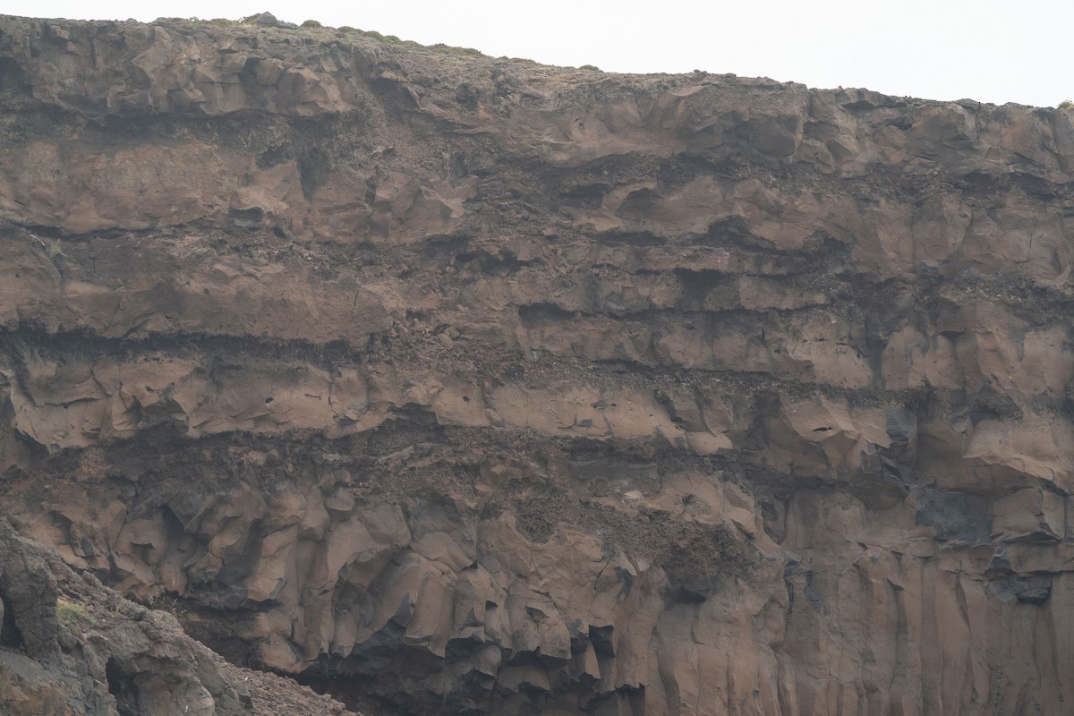 Moineau soulcie - ML637793674