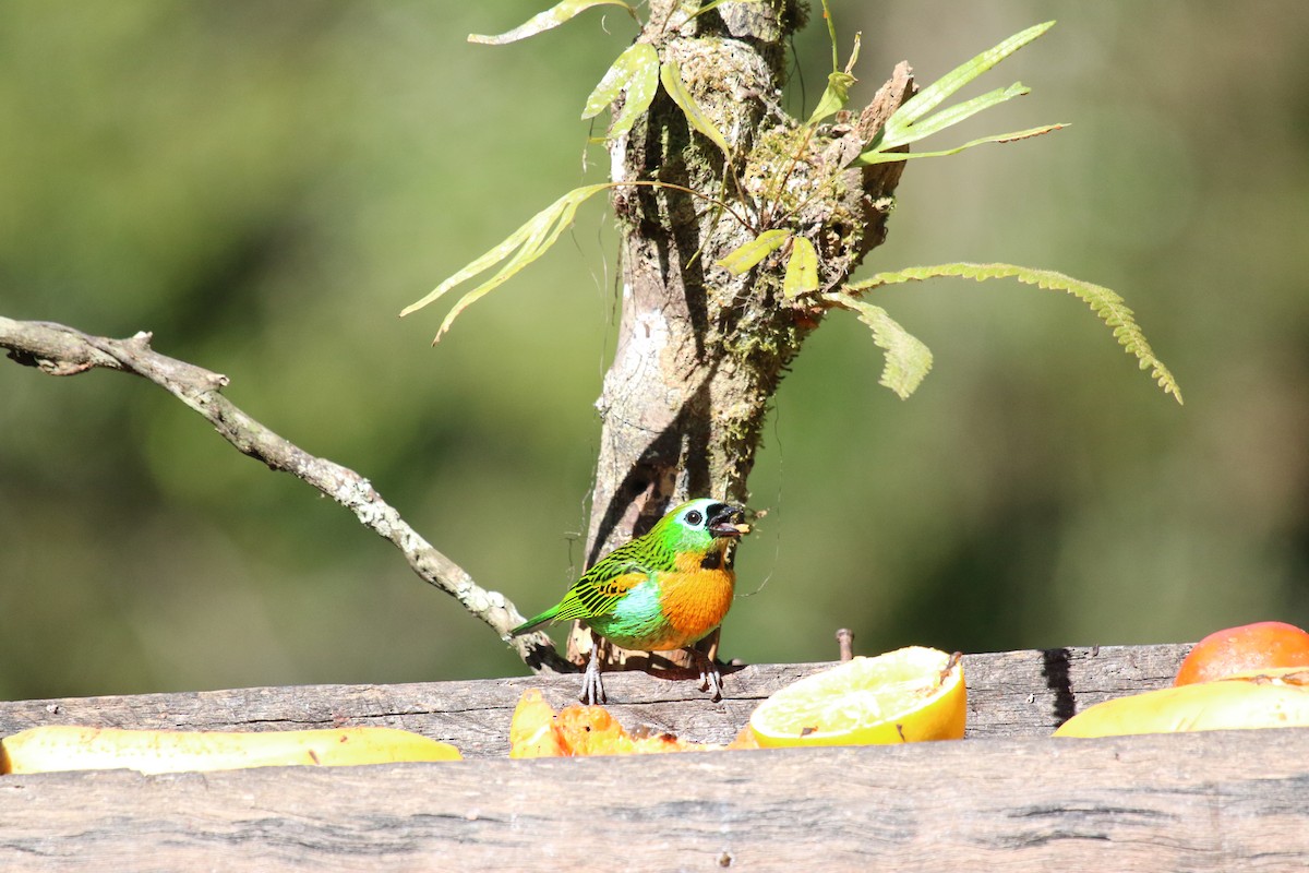 Brassy-breasted Tanager - ML637793679