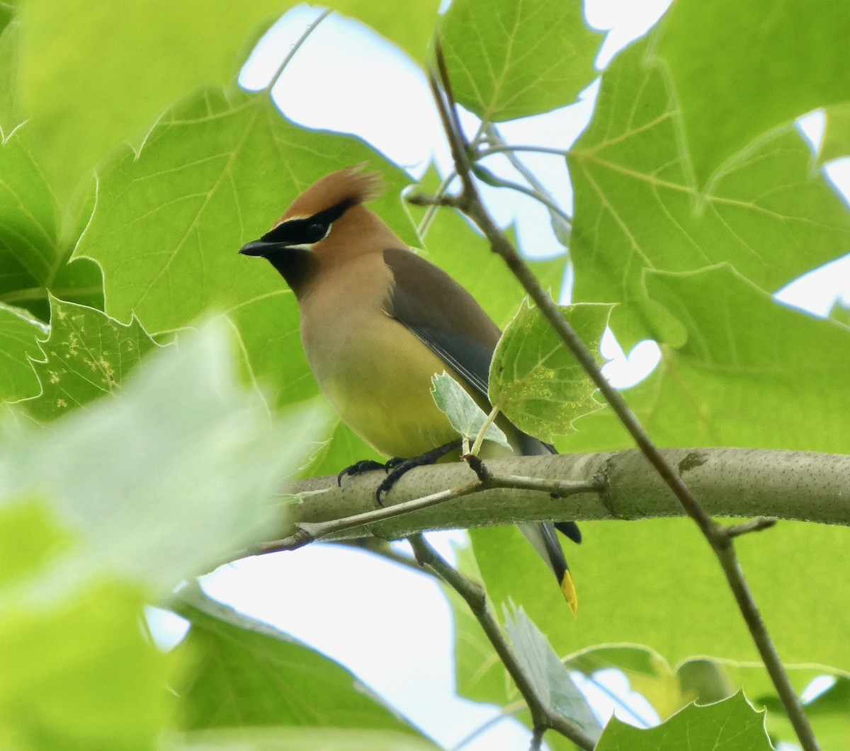 ヒメレンジャク - ML637793730