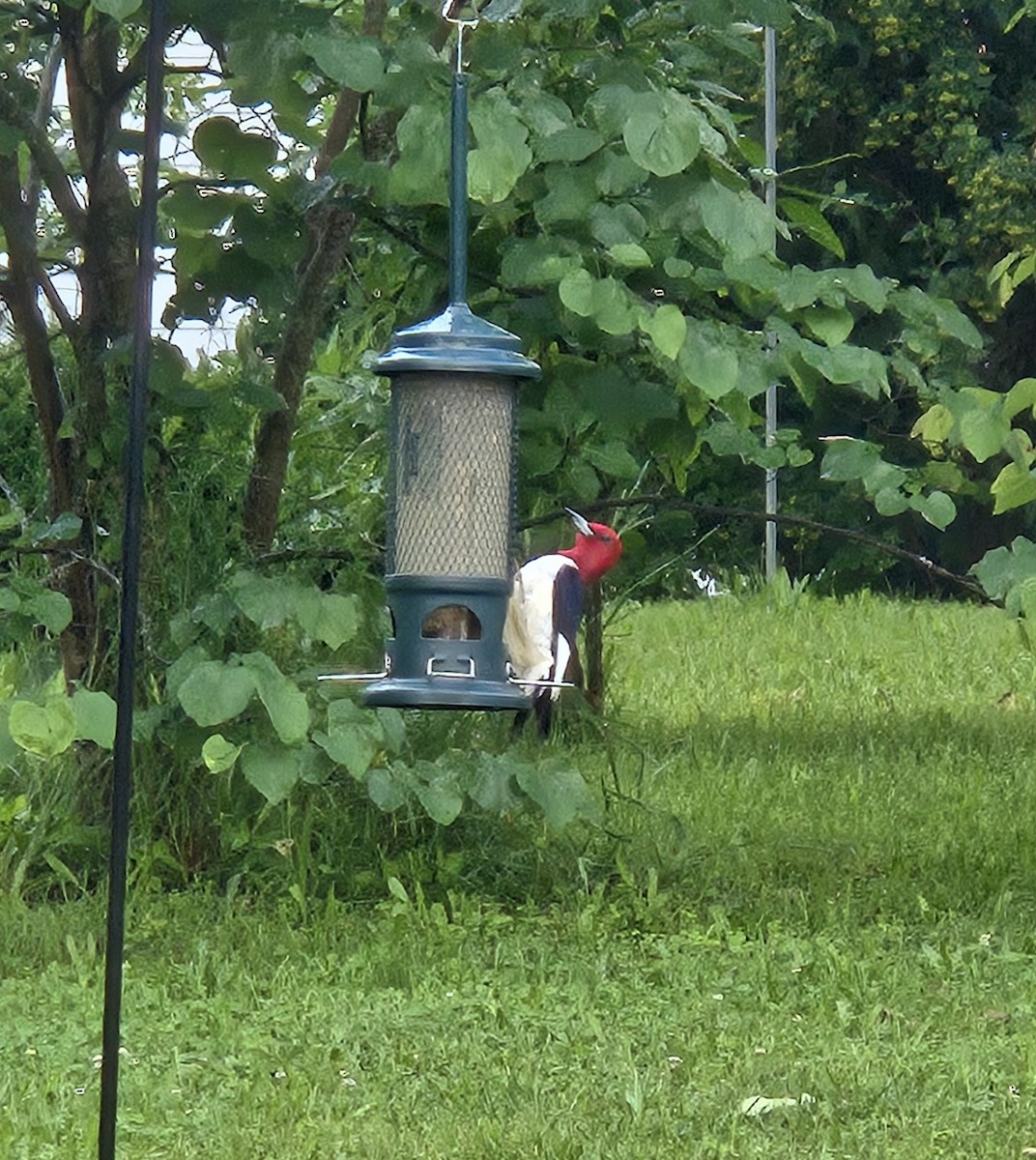 Red-headed Woodpecker - ML637793741