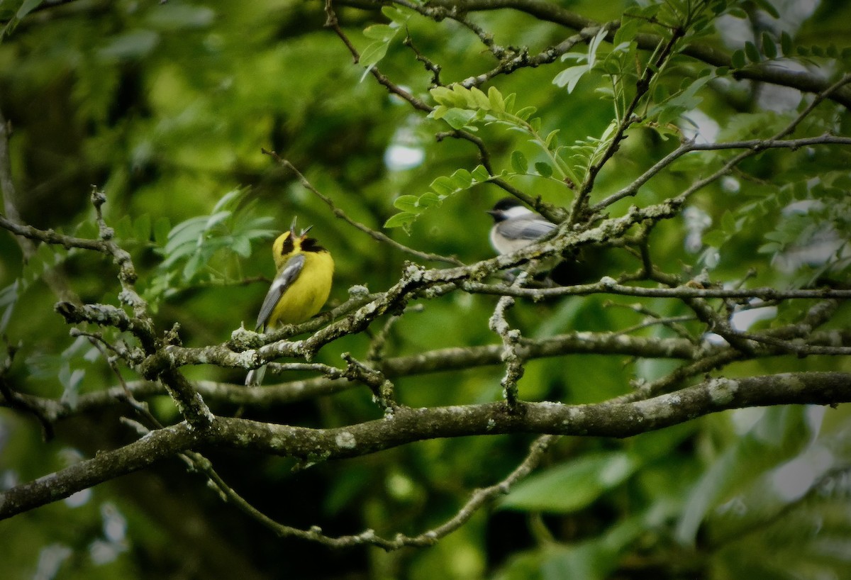 Lawrence's Warbler (hybrid) - ML637793742