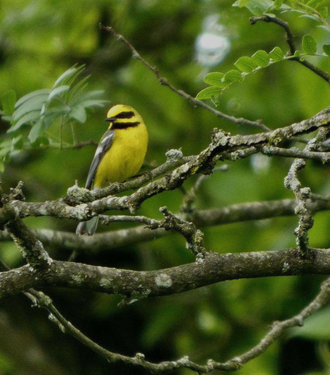 Lawrence's Warbler (hybrid) - ML637793745