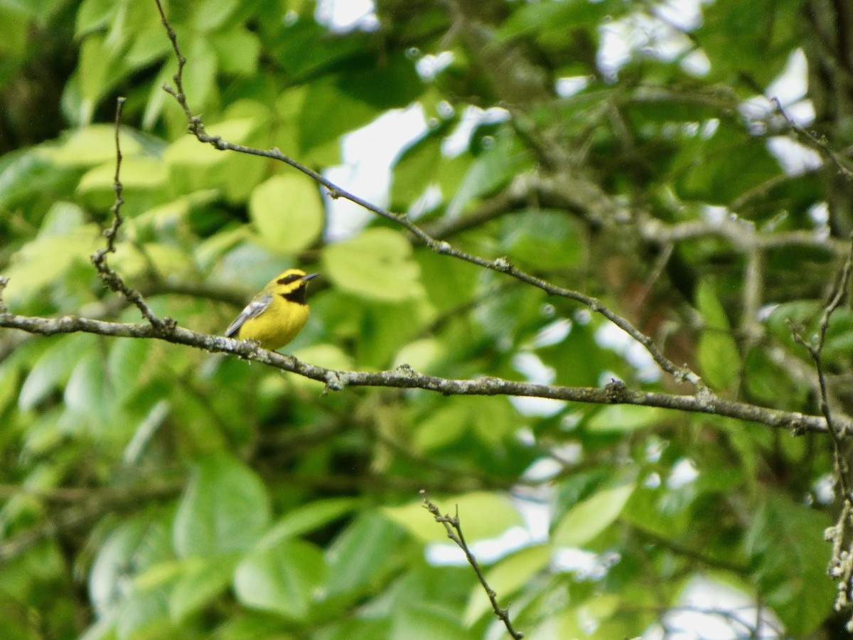 Lawrence's Warbler (hybrid) - ML637793746