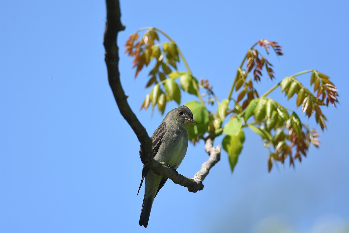Eastern Wood-Pewee - ML637793795