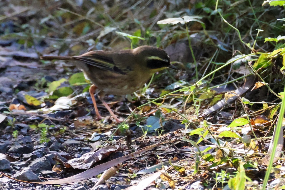 Yellow-throated Scrubwren - ML637793842