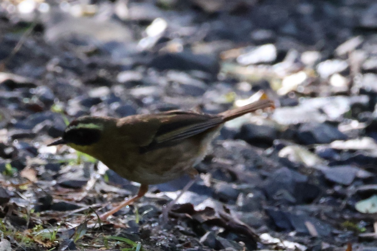 Yellow-throated Scrubwren - ML637793843