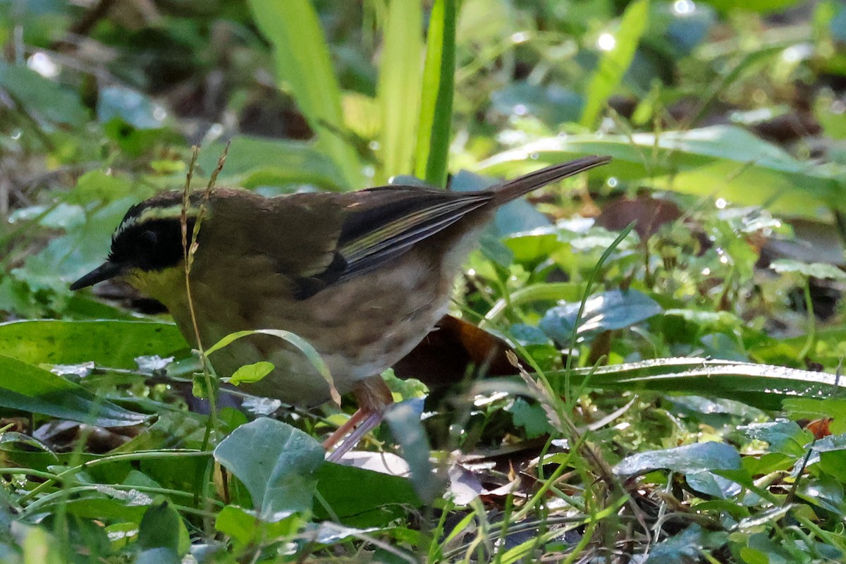 Yellow-throated Scrubwren - ML637793844