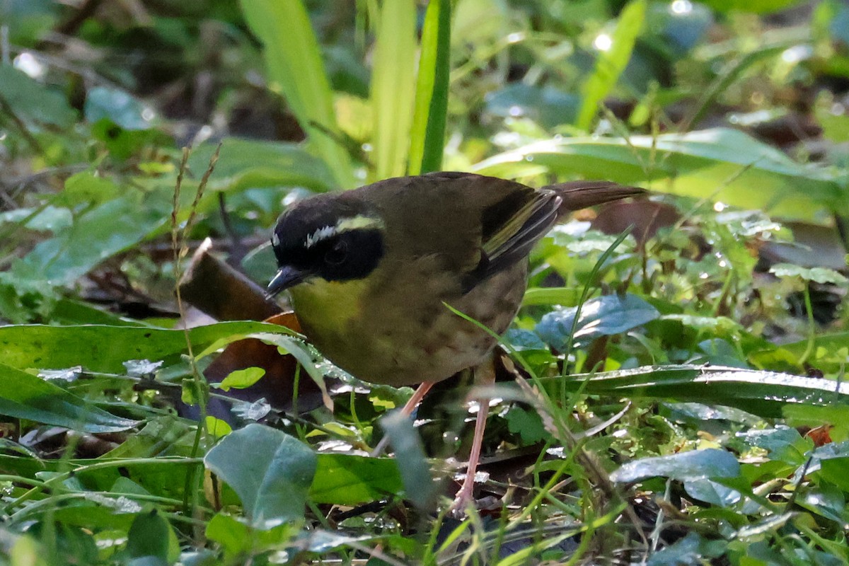 Yellow-throated Scrubwren - ML637793845