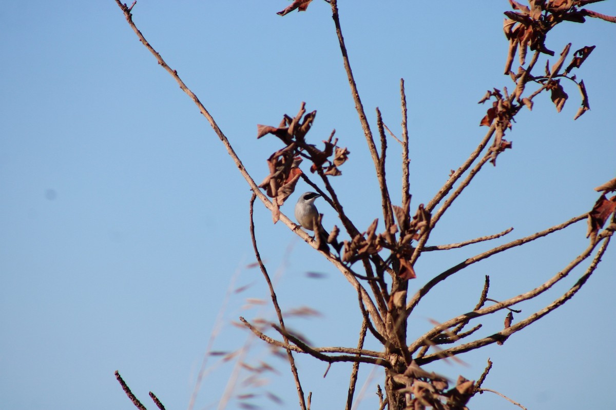 White-banded Tanager - ML637793885