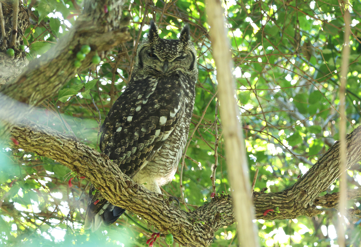 Spotted Eagle-Owl - ML637793898
