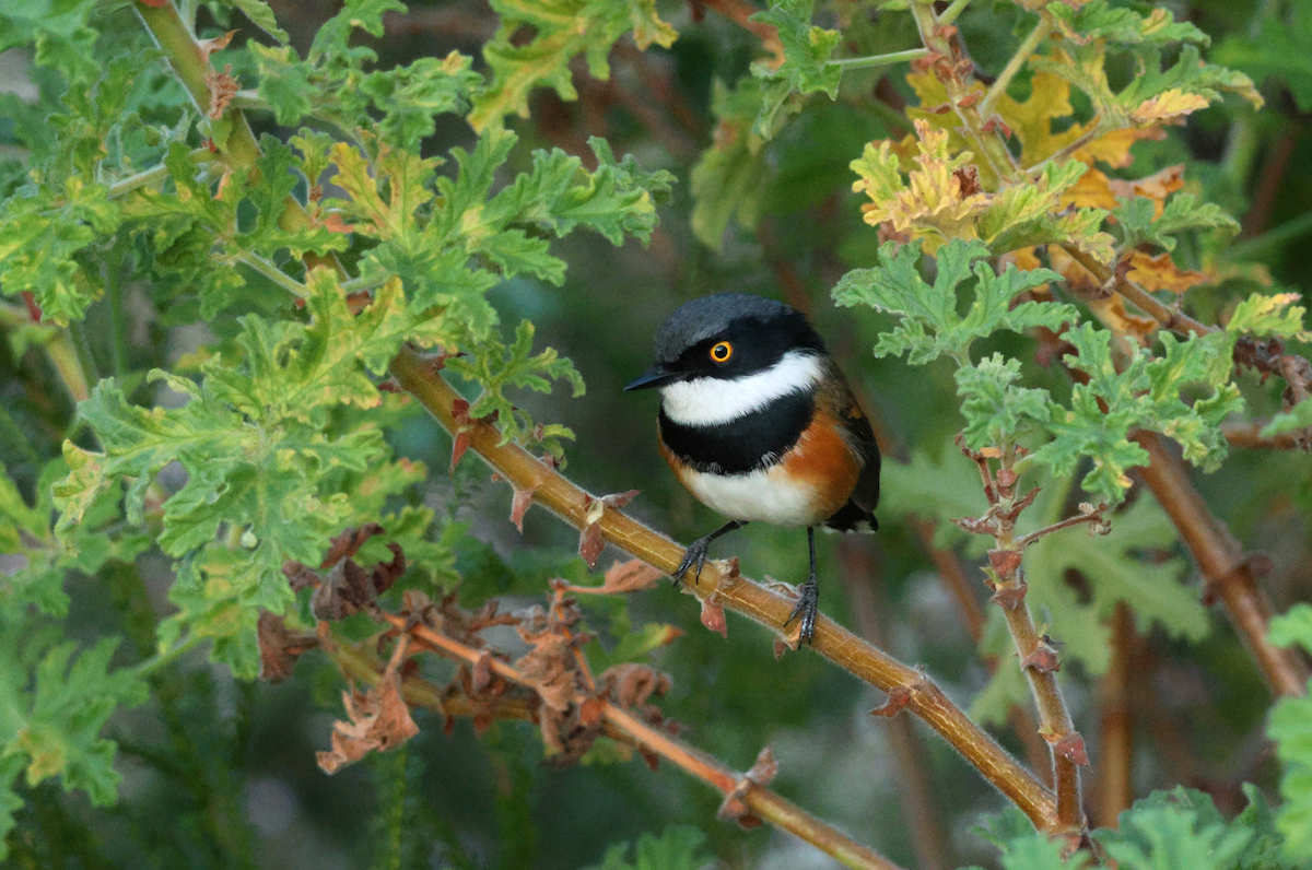 Cape Batis (Cape) - ML637793909