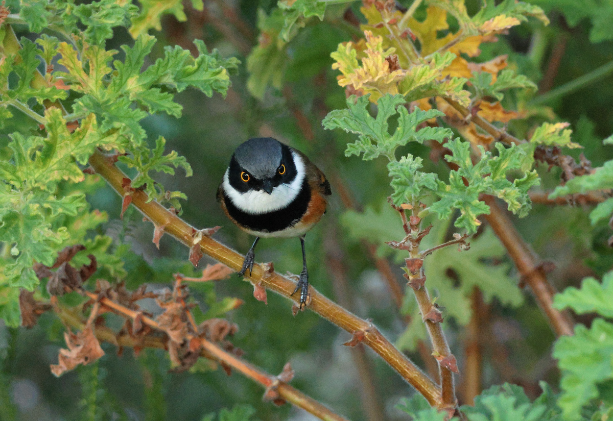 Cape Batis (Cape) - ML637793926