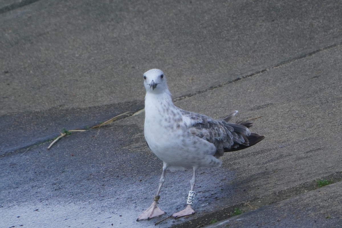 Caspian Gull - ML637793975