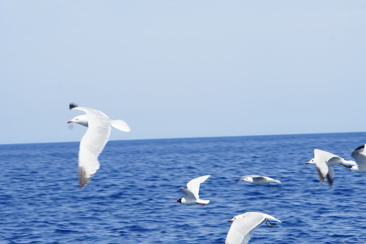 Audouin's Gull - ML637793981