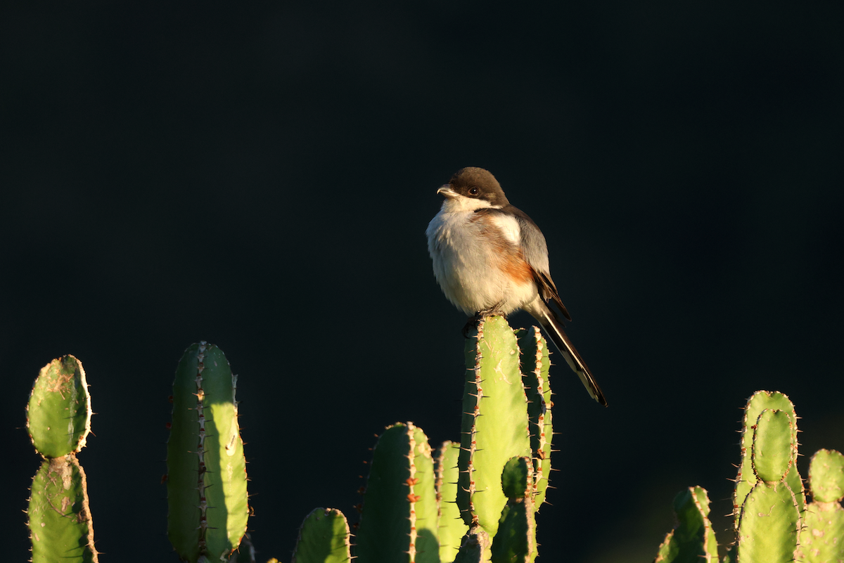 Southern Fiscal (Southern) - ML637794006